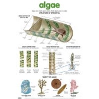 Chart - Algae
