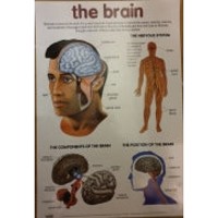 Chart - The Brain