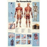 Chart - The Human Body