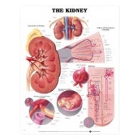 Chart - Human Kidney