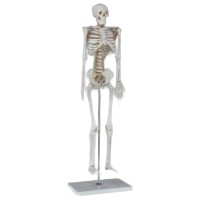 Skeleton - 850mm with Stand