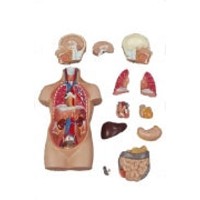 Torso Sexless - Mini - 12 Parts - 50cm